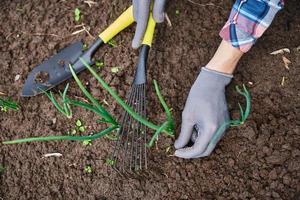 manos de jardinero deshierbe cebolla en el jardín foto