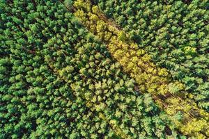 Green summer forest background, aerial view. Nature landscape photo