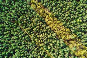 fondo verde del bosque de verano, vista aérea. paisaje natural foto