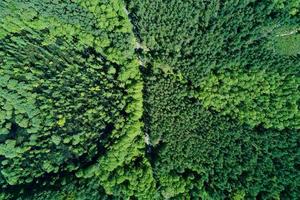 fondo verde del bosque de verano, vista aérea. paisaje natural foto