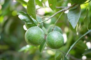 fresh lime fruit as a background photo