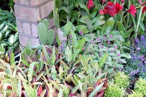 beautiful plant panorama as a background photo