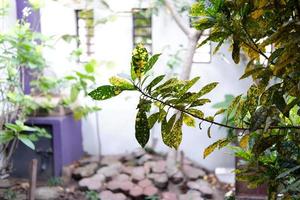 beautiful plant panorama as a background photo