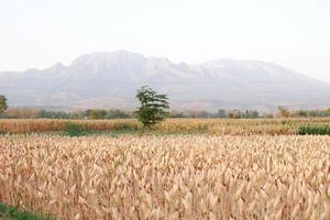 panoramic view of corn crop photo