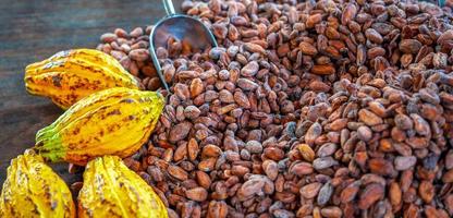 Aromatic brown Cocoa beans and cocoa seed with cacao yellow ripe raw materials of Chocolat as background photo