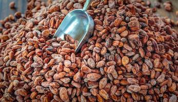 granos de cacao marrones aromáticos y semillas de cacao en el concepto de cacao con materias primas de chocolate como fondo foto