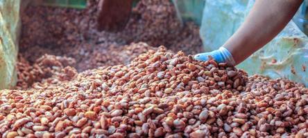 fermentación de semillas frescas de cacao para hacer chocolate. los trabajadores recogen las semillas de cacao fermentadas en cubas para que se sequen al sol. foto