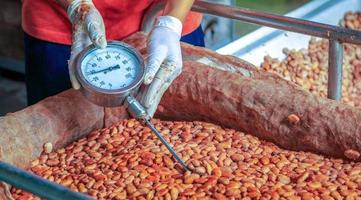 Workers use to measure the temperature of the fermented cocoa beans, fermenting fresh cocoa seeds to make chocolate. photo