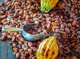 Aromatic brown Cocoa beans and cocoa seed with cacao yellow ripe raw materials of Chocolat as background photo