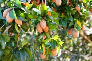 fruto de níspero en la planta del árbol de níspero en verano, ciruela de níspero en la fruta del jardín en tailandia foto