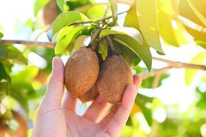 fruto de níspero en la planta del árbol de níspero en verano, ciruela de níspero en la fruta del jardín en tailandia foto