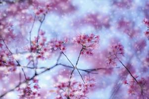 Wild Himalayan Cherry Blossom, beautiful pink sakura flower at winter with snow landscape photo