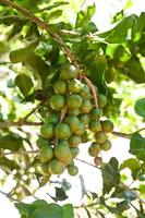 nueces de macadamia en la planta del árbol de macadamia, nueces de macadamia crudas naturales frescas en el jardín, plantación de frutos de nuez de macadamia esperando las semillas de la cosecha foto