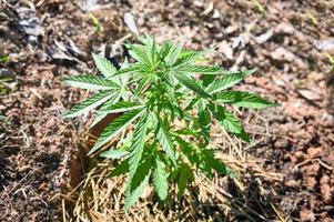 Marijuana leaves - cannabis plant tree growing in pot on nature green background, Hemp leaf for extract medical healthcare natural photo