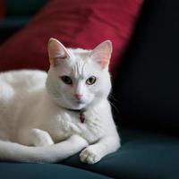 gato blanco en el sofá de casa foto