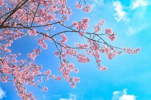 Wild Himalayan Cherry Blossom beautiful pink cherry blossoming flower branches on nature outdoors. Pink Sakura flowers of Thailand, dreamy romantic image spring, landscape photo