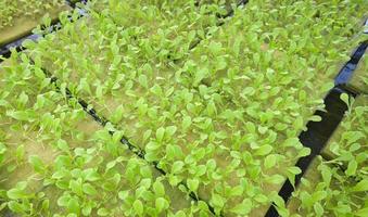 hydroponic farms sow the seeds vegetable in foam on water, organic green cos lettuce vegetable gardening with green leaf fresh vegetable baby lettuce planting in the pot photo