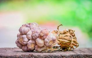 Bunch garlic on wooden nature green background photo