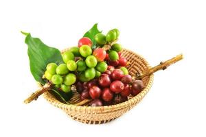 Fresh red green coffee beans and green leaf branch in the basket isolated photo
