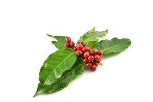 Fresh red coffee beans and green leaf on branch isolated on white background photo