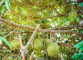 Fresh durian tropical fruit growing on durian tree plant in the orchard garden photo