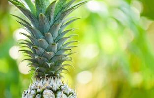 Fresh pineapple on nature background Close up pineapple tropical fruit photo