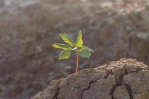 A young plant growing on cracked ground. Ecological problems. Earth day concept photo