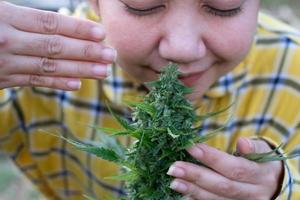 mujer asiática oliendo flor de marihuana en la plantación de cannabis foto