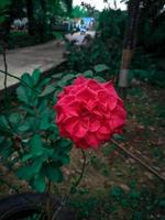 rosas rojas con apariencia estetica foto