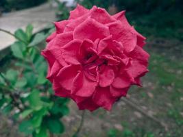 red roses with aesthetic appearance photo