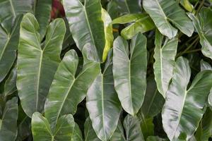 familia arum de plantas tropicales asiáticas foto