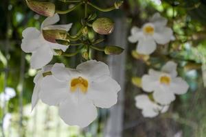 white flowersbengal Thunbergia grandi flora photo