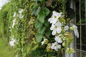 white flowersbengal Thunbergia grandi flora photo