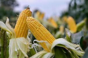 beautiful yellow sweet corn with macro and close up view photo