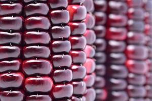 purple waxy corn with close up and macro view photo