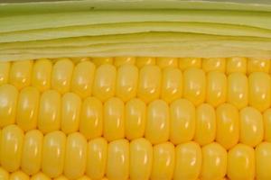 beautiful yellow sweet corn with macro and close up view photo