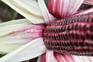 purple corn harvest with exposed husks in the field photo