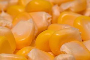 beautiful yellow sweet corn with macro and close up view photo