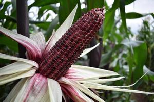 purple corn harvest with exposed husks in the field photo