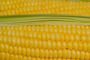 beautiful yellow sweet corn with macro and close up view photo