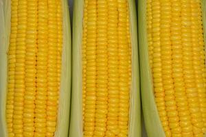 beautiful yellow sweet corn with macro and close up view photo