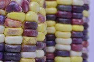 colorful corn with close up and macro view photo