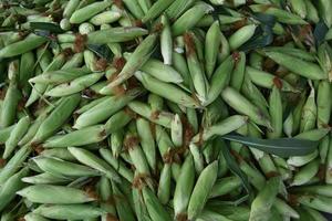 cosecha de cáscaras llenas de maíz dulce en el campo foto