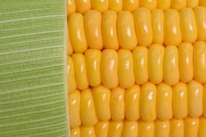 beautiful yellow sweet corn with macro and close up view photo