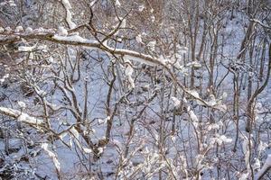 snow-covered branches On the mountain were very snowy. photo