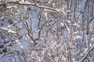 snow-covered branches On the mountain were very snowy. photo