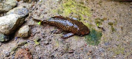 Loricariidae fish, are aquarium cleaning fish. photo