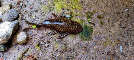 Hypostomus plecostomus, often called aquarium cleaning fish. photo