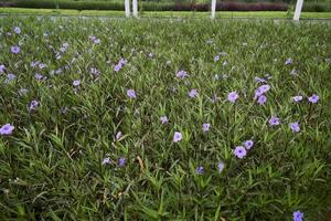 A garden filled with purple flowers that blooming in spring. Ruellia simplex, Mexican petunia, Mexican bluebell, Wild petunias, Ruellia tuberosa, Ruellia Angustifolia, or Kencana Ungu. photo