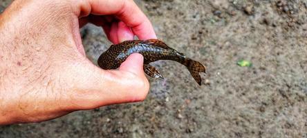 Man holding loricariidae, this fish is often used as an aquarium cleaning fish. photo